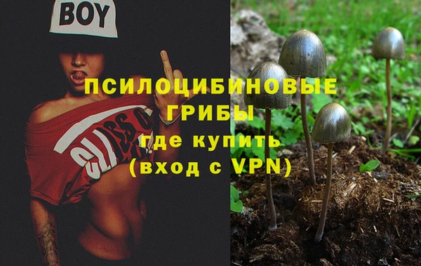 прущие грибы Новозыбков